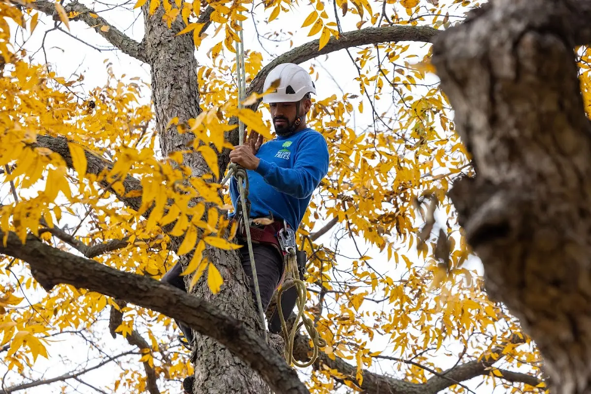 Skilled Storm Damage Cleanup crew working in Carthage